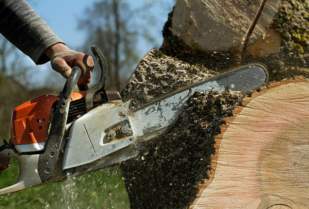 Tree trunk being cut